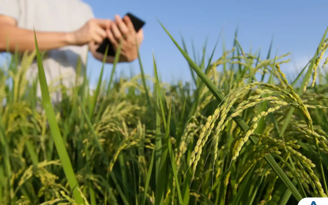 Descubra as Vantagens e Oportunidades do Curso de Gestão do Agronegócio na UniBRAS